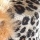 Leopardo